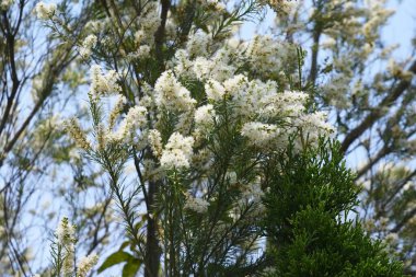 Dar yapraklı Paperbark Çay Ağacı çiçekleri. Myrtaceae her zaman yeşil ağaç.