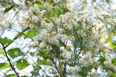 Narrow-leaved Paperbark Tea tree blossoms. Myrtaceae evergreen tree. clipart