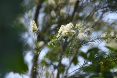 Dar yapraklı Paperbark Çay Ağacı çiçekleri. Myrtaceae her zaman yeşil ağaç.