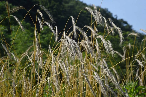 Rye Secale Cereale Poaceae Grain Cultivated Food Feed — Stock Photo, Image