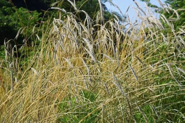 Centeno Secale Cereale Grano Poaceae Que Cultiva Para Alimentos Piensos — Foto de Stock