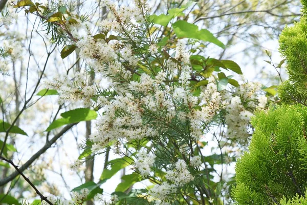 Dar yapraklı Paperbark Çay Ağacı çiçekleri. Myrtaceae her zaman yeşil ağaç.