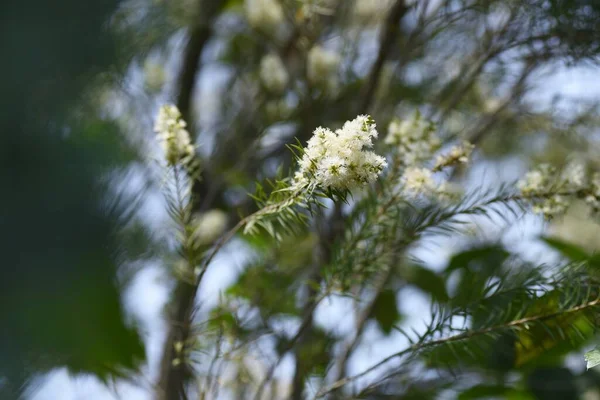 Dar yapraklı Paperbark Çay Ağacı çiçekleri. Myrtaceae her zaman yeşil ağaç.