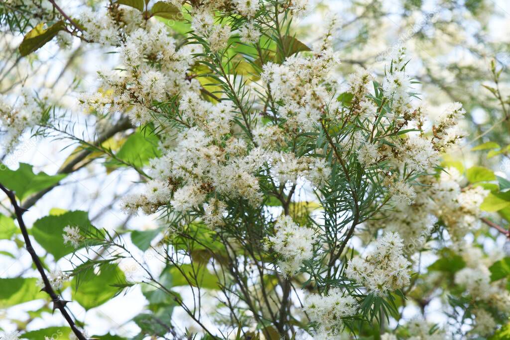 Narrow-leaved Paperbark Tea tree blossoms. Myrtaceae evergreen tree.