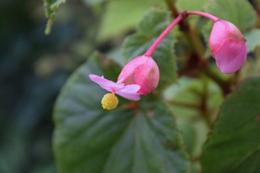 Çelik gibi begonya çiçekleri..