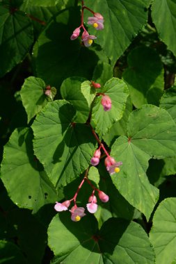 Çelik gibi begonya çiçekleri..