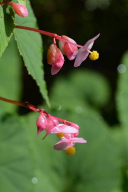 Çelik gibi begonya çiçekleri..