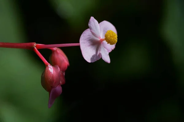 Hardy Begonia Flowers Full Bloom — Stock Photo, Image