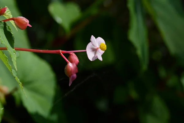 Hardy Begonia Flowers Full Bloom — Stock Photo, Image