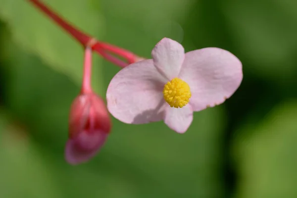 Härdig Begonia Blommor Full Blom — Stockfoto