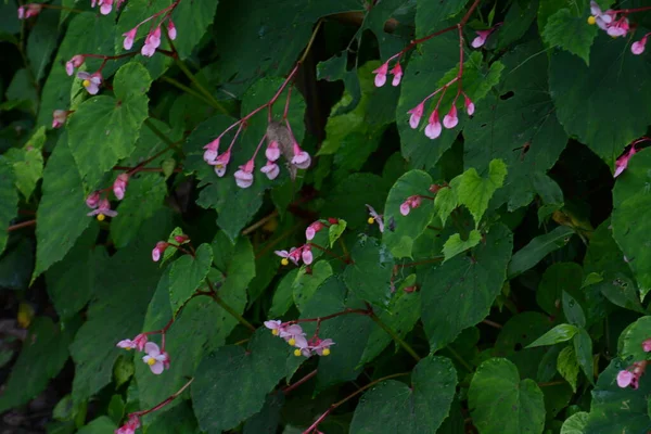Квіти Харді Бегонії Повному Розквіті — стокове фото