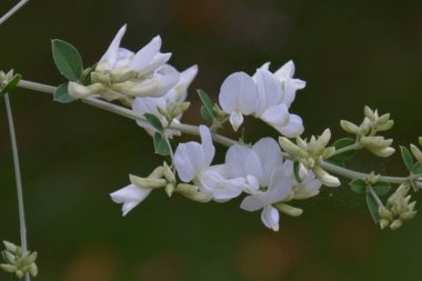 Japon tarzı bahçede beyaz çalı yoncası.