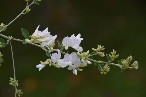 Trifoglio Cespuglio Bianco Nel Giardino Stile Giapponese — Foto Stock