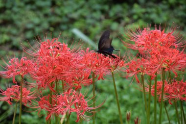 Cluster amaryllis (Spider lily) is a bulbous plant that blooms bright red and white flowers in autumn, but is a toxic plant containing alkaloids. clipart