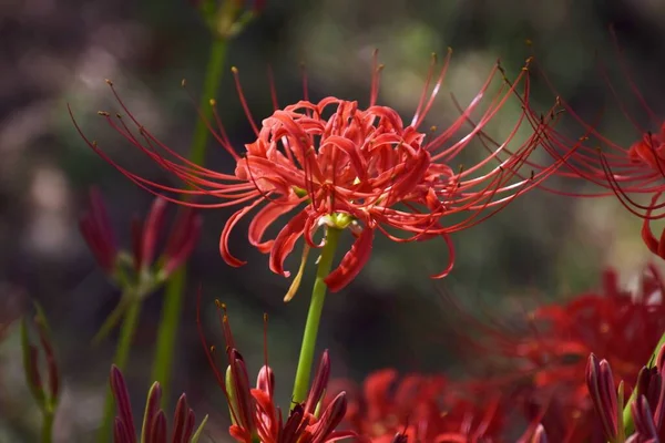 Cluster amaryllis (Spider lily) is a bulbous plant that blooms bright red and white flowers in autumn, but is a toxic plant containing alkaloids.