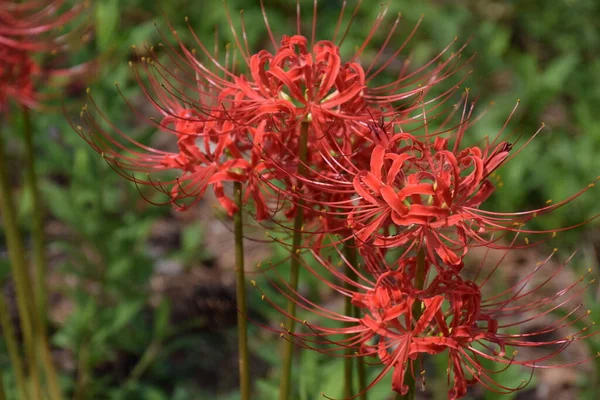 Cluster amaryllis (Spider lily) is a bulbous plant that blooms bright red and white flowers in autumn, but is a toxic plant containing alkaloids.