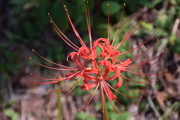 Cluster amaryllis (Spider lily) is a bulbous plant that blooms bright red and white flowers in autumn, but is a toxic plant containing alkaloids.