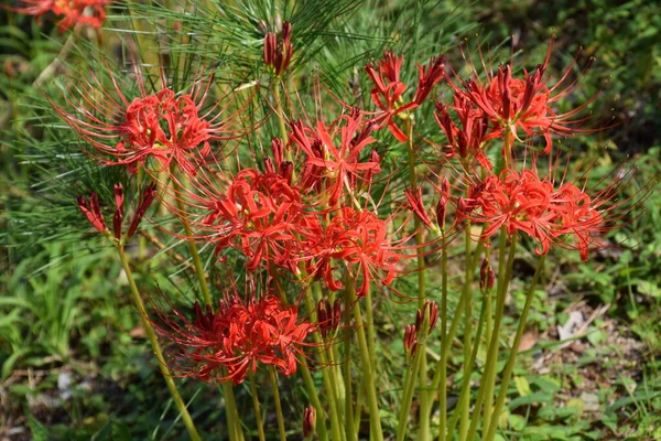 Cluster amaryllis (Spider lily) is a bulbous plant that blooms bright red and white flowers in autumn, but is a toxic plant containing alkaloids.