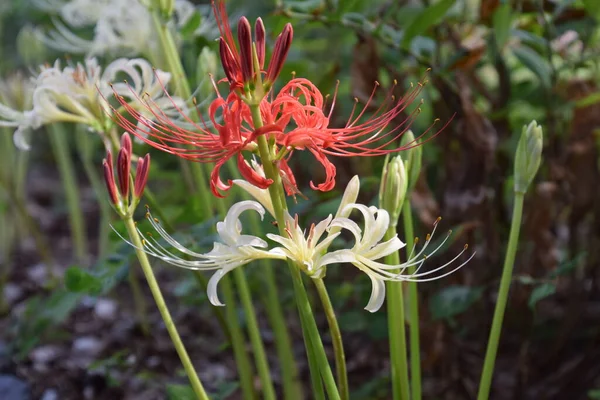 Cluster amaryllis (Spider lily) is a bulbous plant that blooms bright red and white flowers in autumn, but is a toxic plant containing alkaloids.