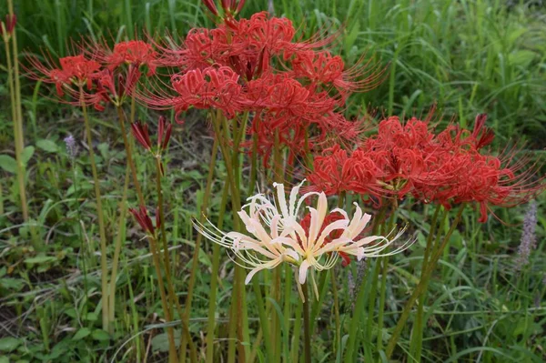 Cluster amaryllis (Spider lily) is a bulbous plant that blooms bright red and white flowers in autumn, but is a toxic plant containing alkaloids.