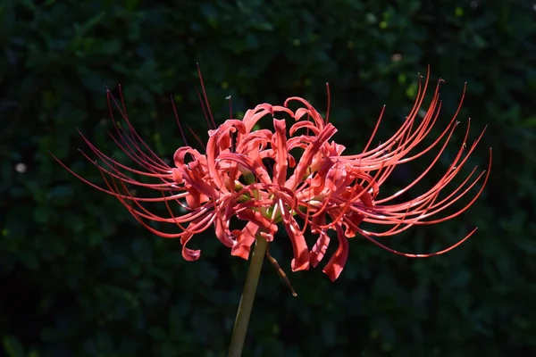 Klaster Amaryllis Spider Lilia Jest Bulwiasta Roślina Która Kwitnie Jasne — Zdjęcie stockowe