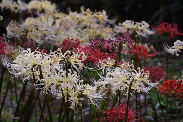 Cluster amaryllis (Spider lily) is a bulbous plant that blooms bright red and white flowers in autumn, but is a toxic plant containing alkaloids.