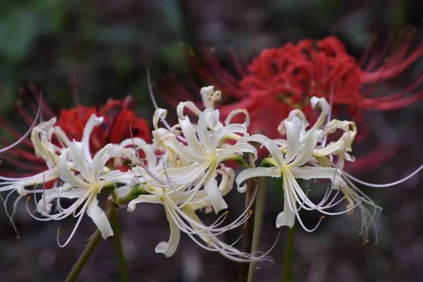 Cluster amaryllis (Spider lily) is a bulbous plant that blooms bright red and white flowers in autumn, but is a toxic plant containing alkaloids.