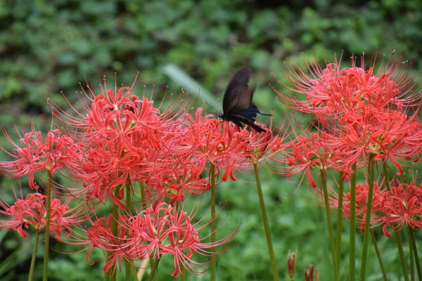 루스터 Cluster Amaryllis 스파이더 가을에 붉은색 피우지만 알칼로이드가 식물이다 — 스톡 사진