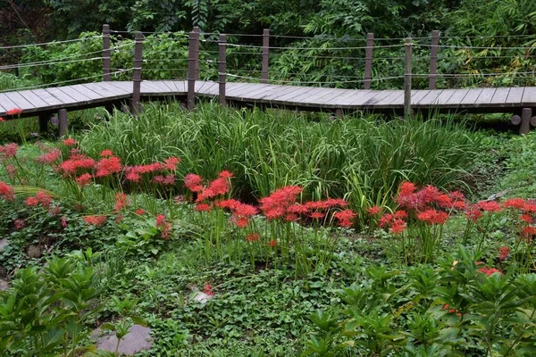 Cluster Amaryllis Lírio Aranha Uma Planta Bulbosa Que Floresce Flores — Fotografia de Stock