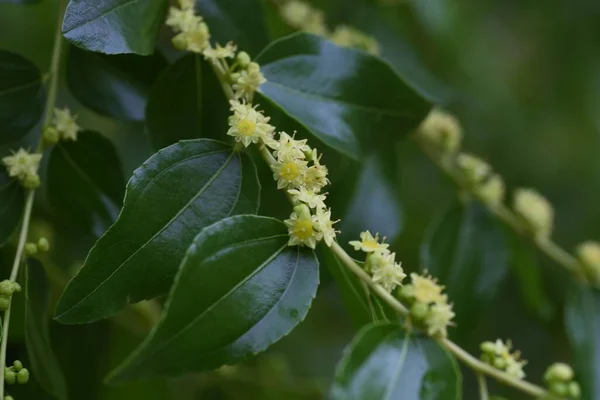 Ujubes Fleurissent Fleurs Jaune Vert Début Été Peuvent Récolter Des — Photo