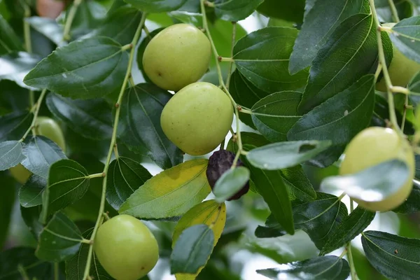 Ujubes Florescem Flores Amarelo Verdes Início Verão Podem Colher Frutos — Fotografia de Stock