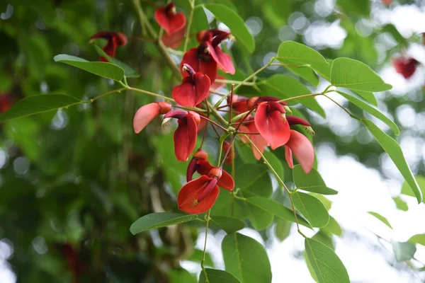 Cockspur Korallträd Erythrina Crista Galli — Stockfoto