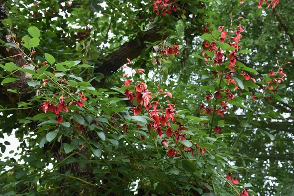 Cockspur Mercan Ağacı Erythrina Crista Galli — Stok fotoğraf