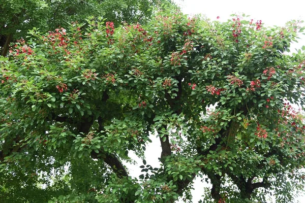 Korálové Koruny Erythrina Crista Galli — Stock fotografie