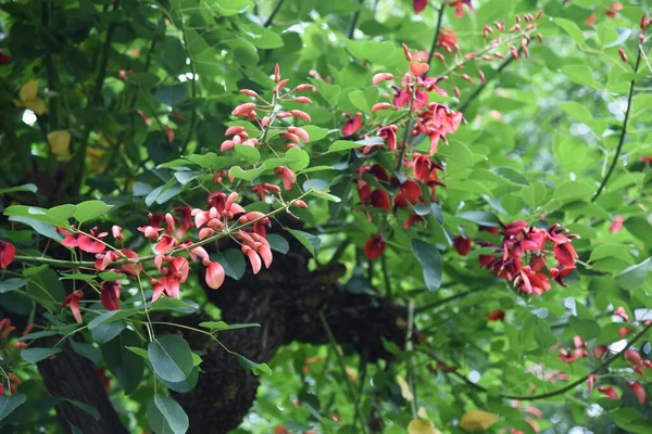 Árbol Coral Cockspur Erythrina Crista Galli —  Fotos de Stock