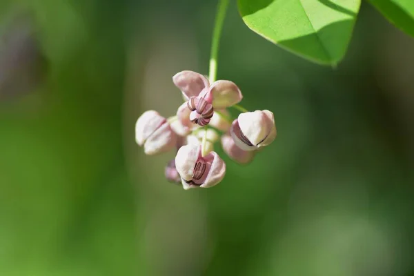 Planta Diclínica Flores Akebia Quinata —  Fotos de Stock