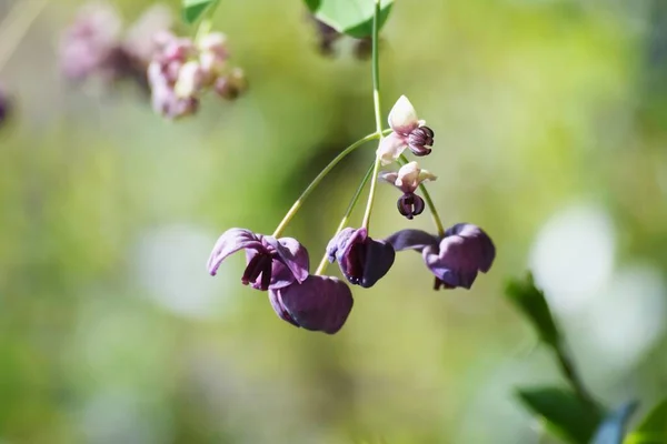 Diclinous Pflanze Blüten Von Akebia Quinata — Stockfoto