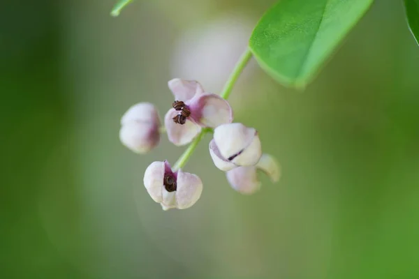 Plante Diclineuse Fleurs Akebia Quinata — Photo