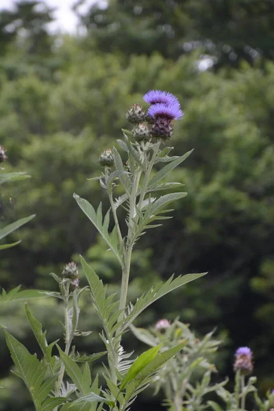 Globe Articsóka Egy Asteraceae Évelő Ehető Gyógyászati Díszítő — Stock Fotó