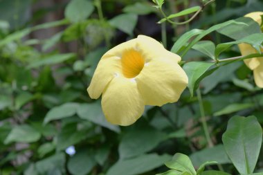 Altın trompet (Allamanda Cathartica) çiçekleri.