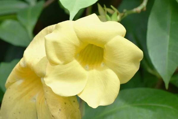 Złote Kwiaty Trąbki Allamanda Cathartica — Zdjęcie stockowe