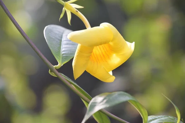 Złote Kwiaty Trąbki Allamanda Cathartica — Zdjęcie stockowe