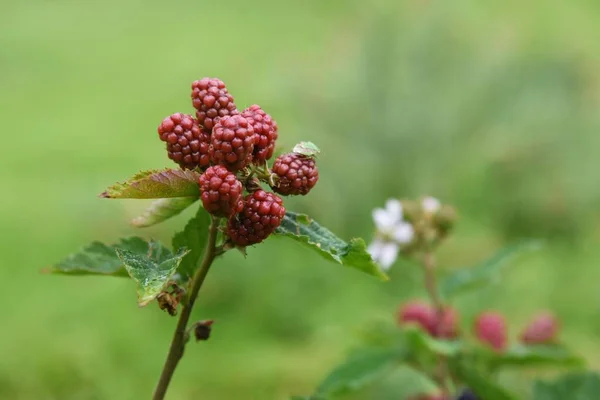 Brombeerblüten Und Beeren Rosengewächse Rubusstrauch — Stockfoto