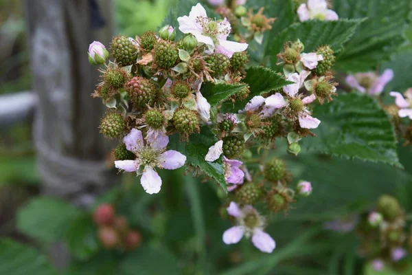 Szeder Virágok Bogyók Rózsa Rubus Cserje — Stock Fotó