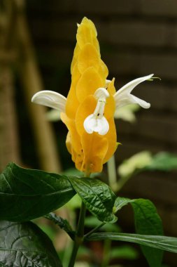 Tropik bitkiler / lolipop çiçeği (Pachystachys lutea)