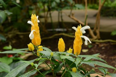 Tropik bitkiler / lolipop çiçeği (Pachystachys lutea)