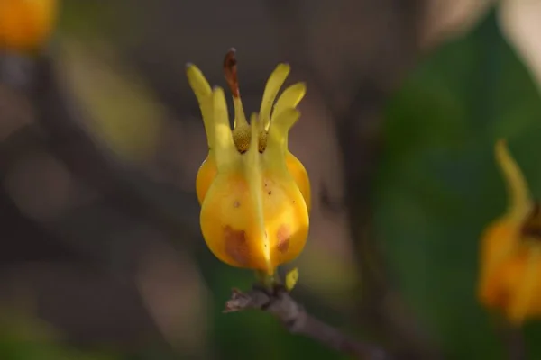 Kap Jasmin Gardenia Jasminodes Früchte — Stockfoto