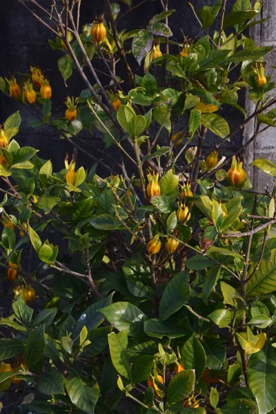 Owoce Jaśminu Gardenia Jasminodes — Zdjęcie stockowe