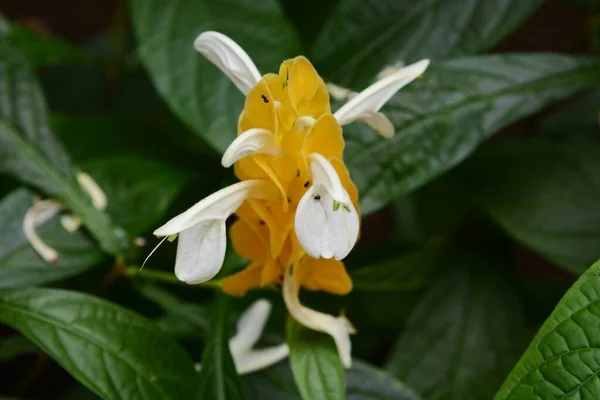Tropické Rostliny Květ Lízátka Pachystachys Lutea — Stock fotografie