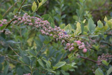 Yaban mersinleri ilkbaharda güzel açar, ve yazın meyveler yeşile, kırmızıya, maviye ve mora dönüşür, ve sonbaharda canlı sonbahar yapraklarının tadını çıkarabilirsiniz..